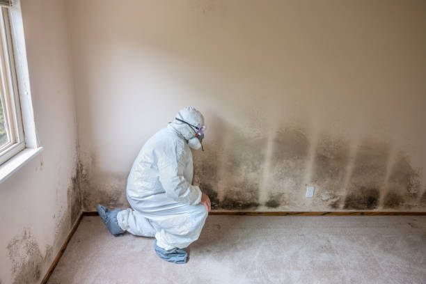 Best Water Damage & Mold Remediation  in Mpo, CA