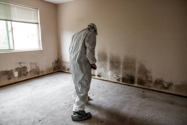 Best Mold Damage Restoration  in Mpo, CA